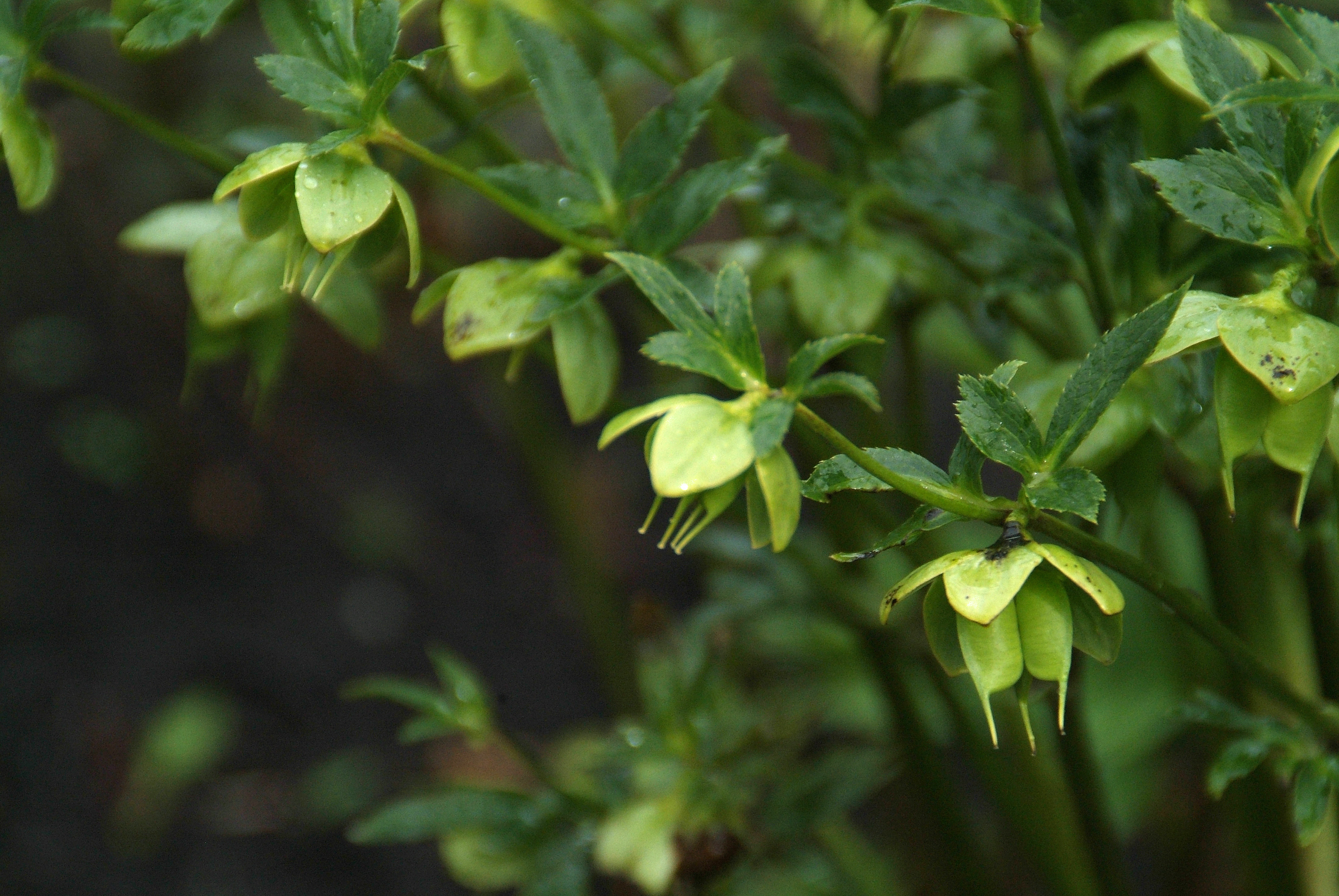 Helleborus multifidus bestellen